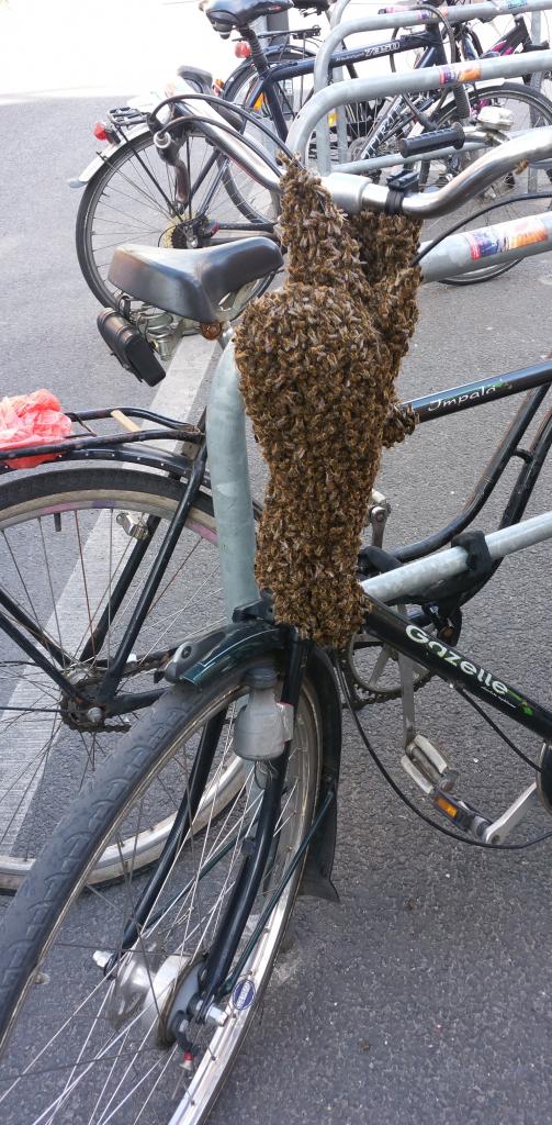 Bienenschwarm rastet am Fahrrad (Bild: P. Siebert)