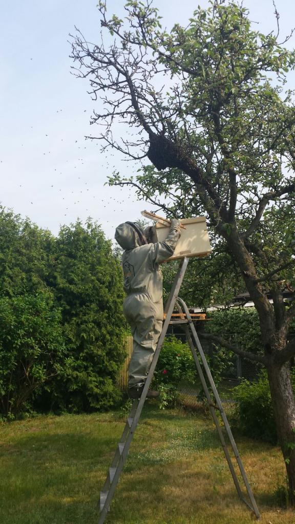 Der Klassiker: Bienenschwarm im Obstbaum (Bild von G. Krämer, Schwarmfänger: M. von Orlow)