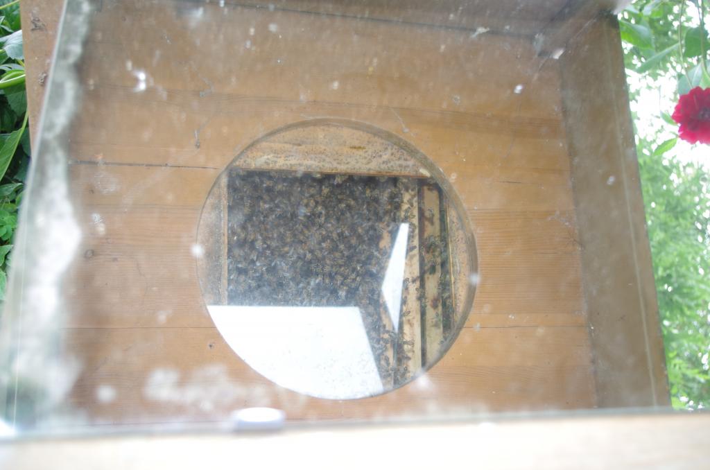 ...bietet über einen Spiegel den Blick von unten in das Treiben der Bienen ohne sie zu stören.