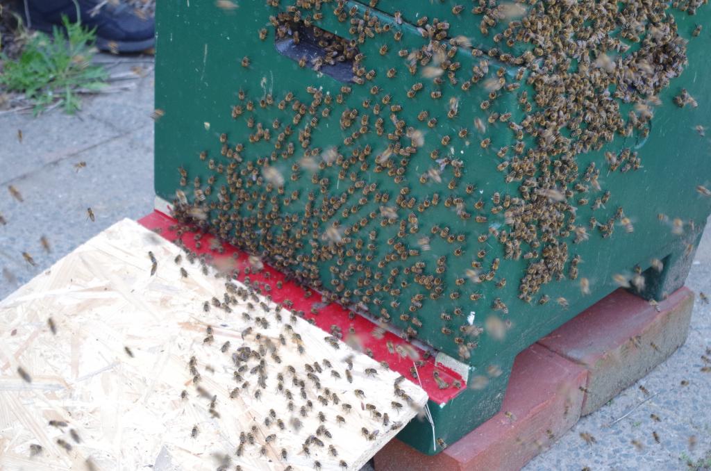 Auf der Kiste werben Bienen mit dem Schwänzeltanz und immer mehr laufen ein.