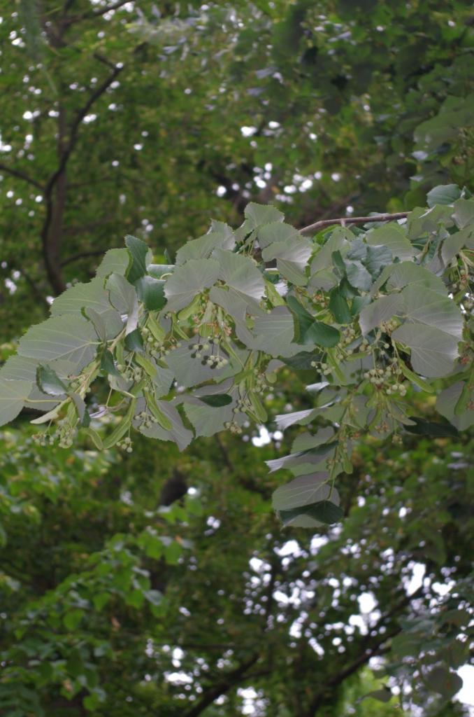 Die Silber-Linde hat größere Blätter als die Krim-Linde und silbrig-graue Blattunterseiten.