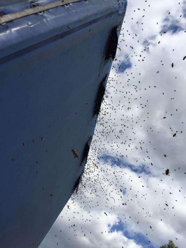 Tausende Bienen dringen durch die Lüftungsschlitze in den Lkw ein.<br /> 