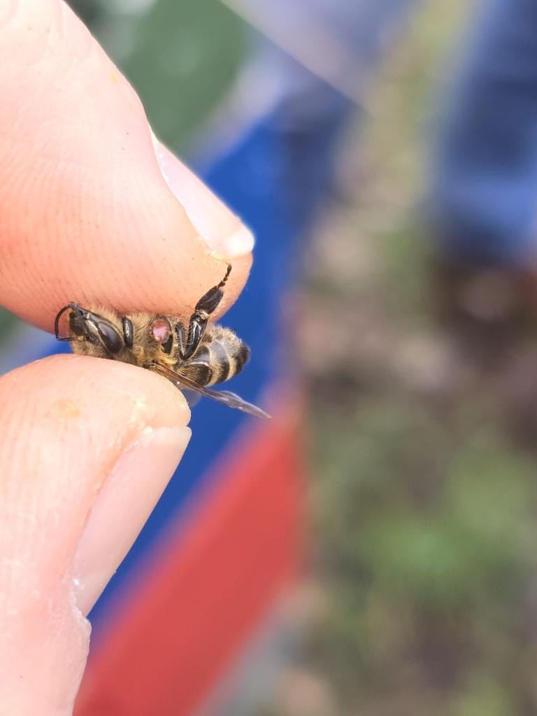 An einzelnen Bienen finden sich aufsitzende Milben