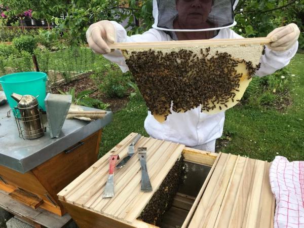 <a href="/profile-mitgliederprofil/314">Wesensgemässe Bienenhaltung in der Bienenkiste</a>